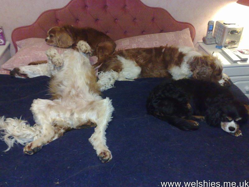 2011-04-21 02.jpg - Tired Puppies - But where is Mummy going to sleep?